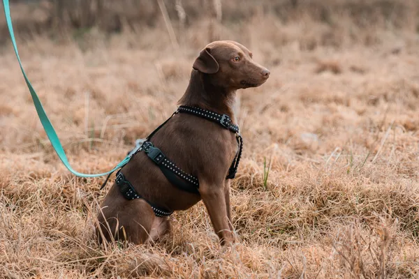 Pies do adopcji, Nowodwór, 11 marca 2025 (3/5)