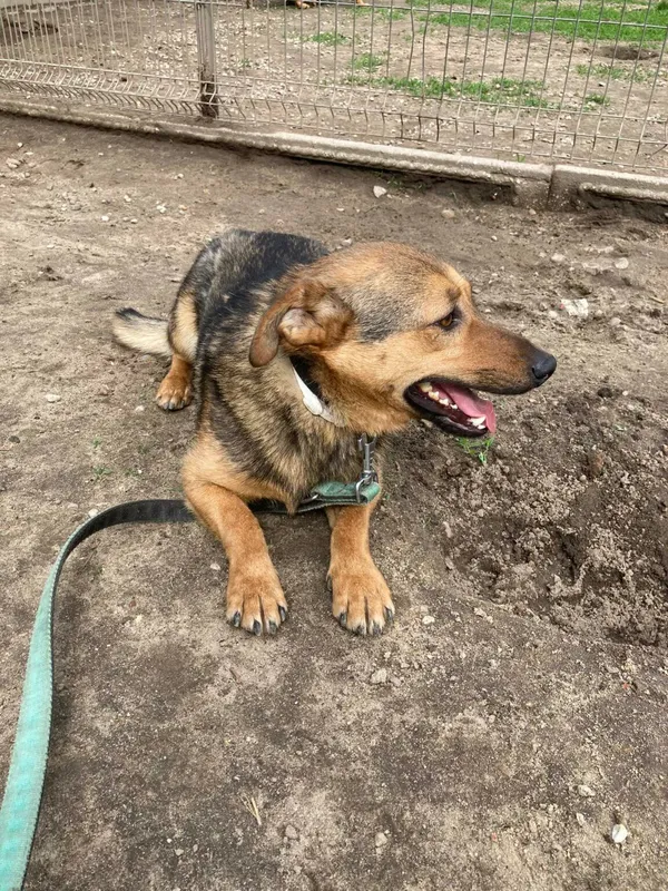 Pies do adopcji, Zgierz, 11 marca 2025 (2/4)