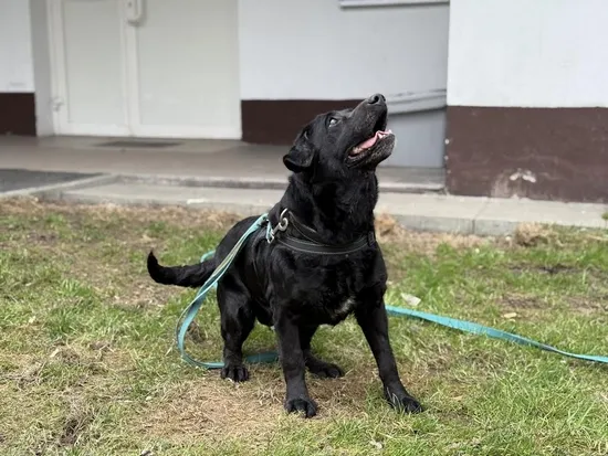 Pies do adopcji, Kraków, 25 lutego 2025 (1/5)