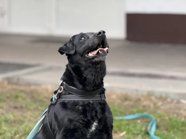 Pies do adopcji, Kraków, 25 lutego 2025 (2/5)