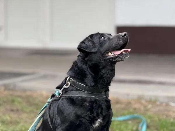 Pies do adopcji, Kraków, 25 lutego 2025 (4/5)