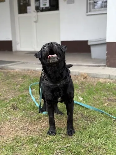 Pies do adopcji, Kraków, 25 lutego 2025 (5/5)