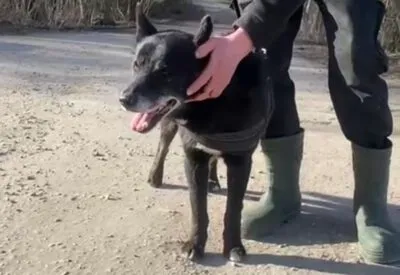 Pies do adopcji, Głowno, 11 marca 2025 (1/5)