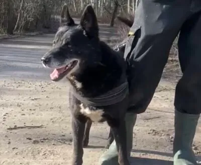 Pies do adopcji, Głowno, 11 marca 2025 (2/5)