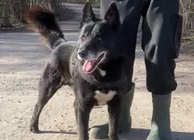 Pies do adopcji, Głowno, 11 marca 2025 (3/5)