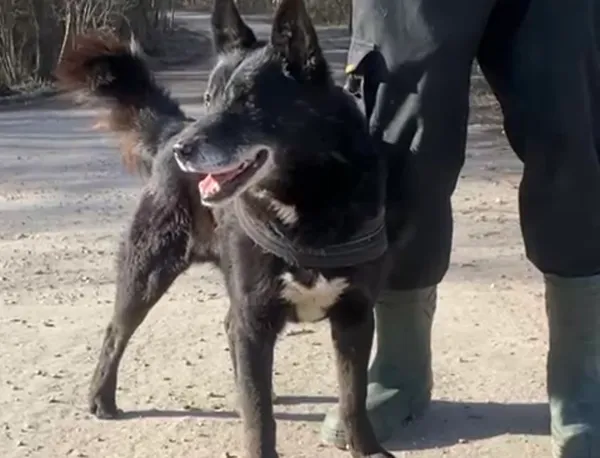 Pies do adopcji, Głowno, 11 marca 2025 (4/5)