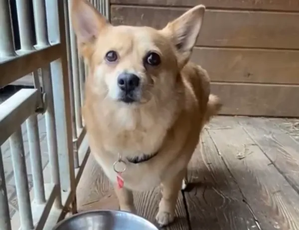 Pies do adopcji, Głowno, 11 marca 2025 (2/5)