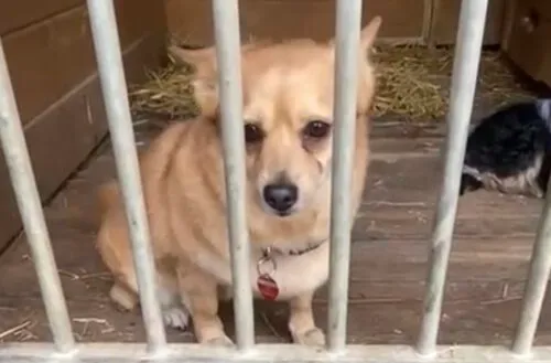 Pies do adopcji, Głowno, 11 marca 2025 (3/5)