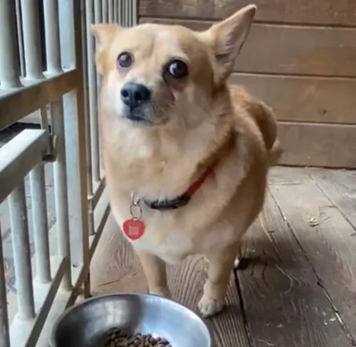 Pies do adopcji, Głowno, 11 marca 2025 (5/5)