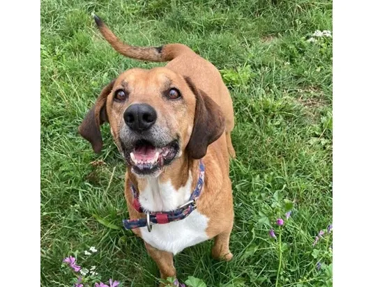 Znaleziono psa, Wrocław, 10 marca 2025 (1/2)