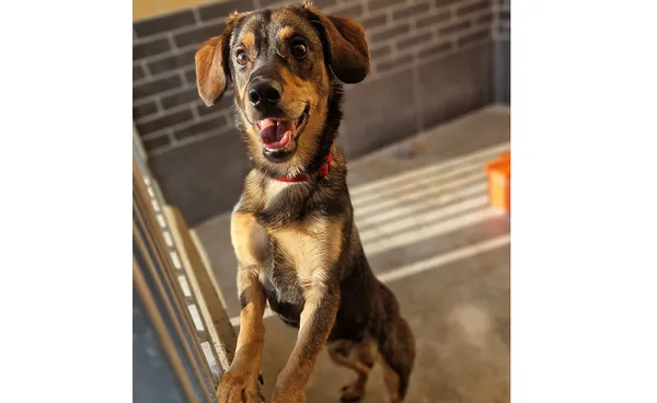 Znaleziono psa, Wrocław, 8 marca 2025