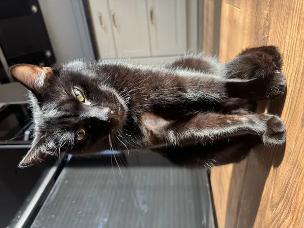 Zaginął kot, Łódź, 11 marca 2025