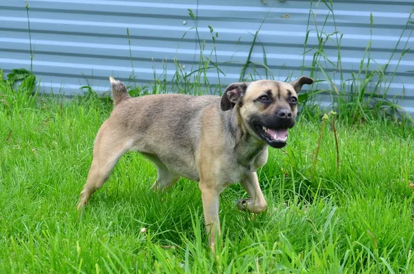 Znaleziono psa, Lublin, 10 marca 2025