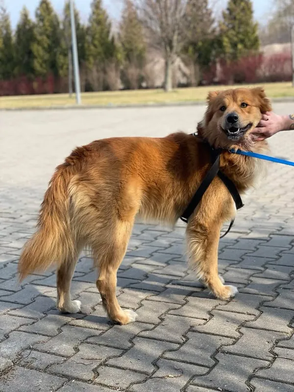 Znaleziono psa, Lublin, 11 marca 2025