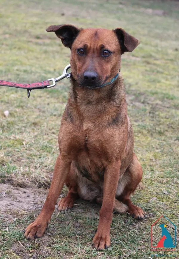 Pies do adopcji, Grudziądz, 11 marca 2025