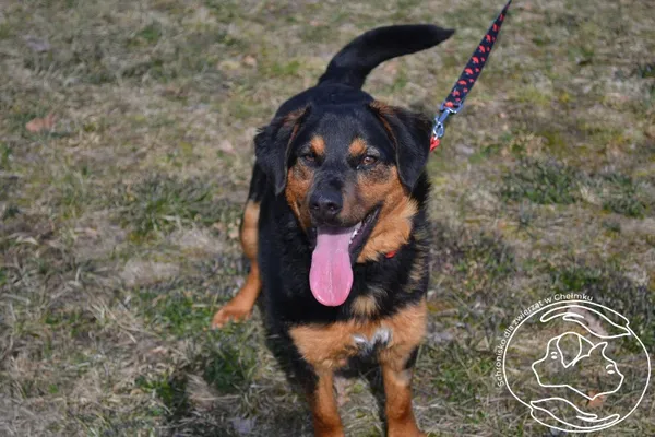 Pies do adopcji, Chełmek, 1 grudnia 2024