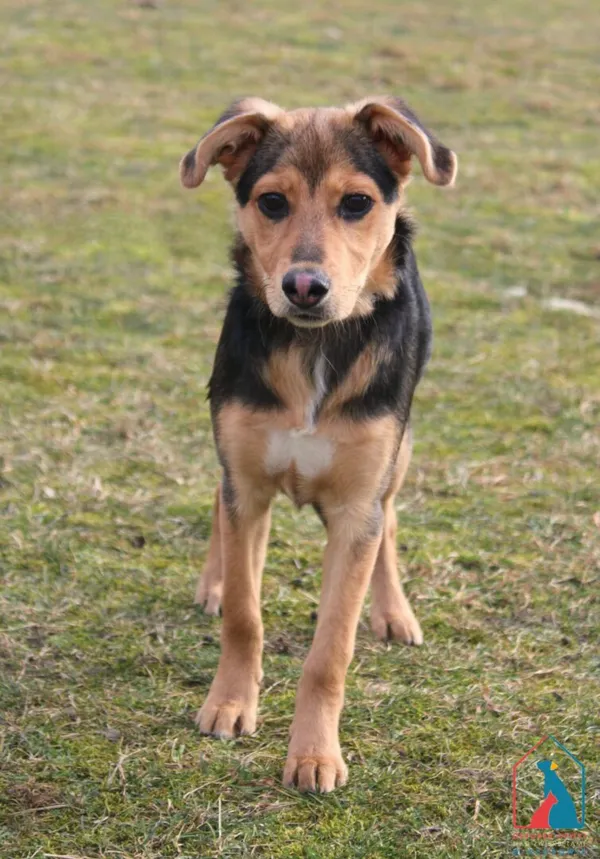 Pies do adopcji, Grudziądz, 14 lutego 2025