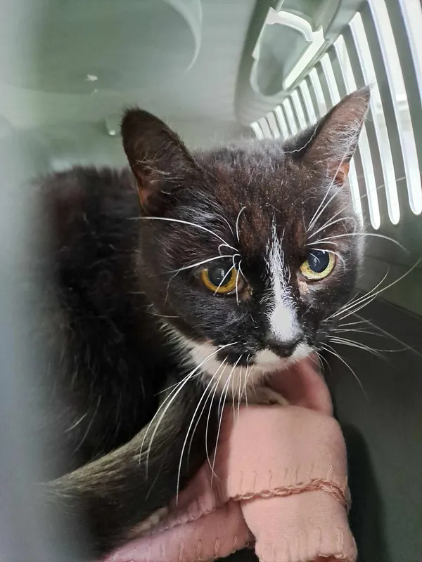 Znaleziono kota, Olsztyn, 12 marca 2025