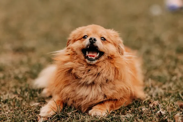 Pies do adopcji, Czartki, 12 marca 2025 (2/5)