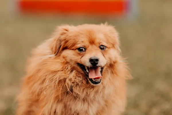 Pies do adopcji, Czartki, 12 marca 2025 (4/5)