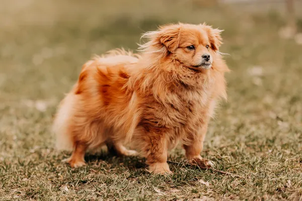 Pies do adopcji, Czartki, 12 marca 2025 (5/5)