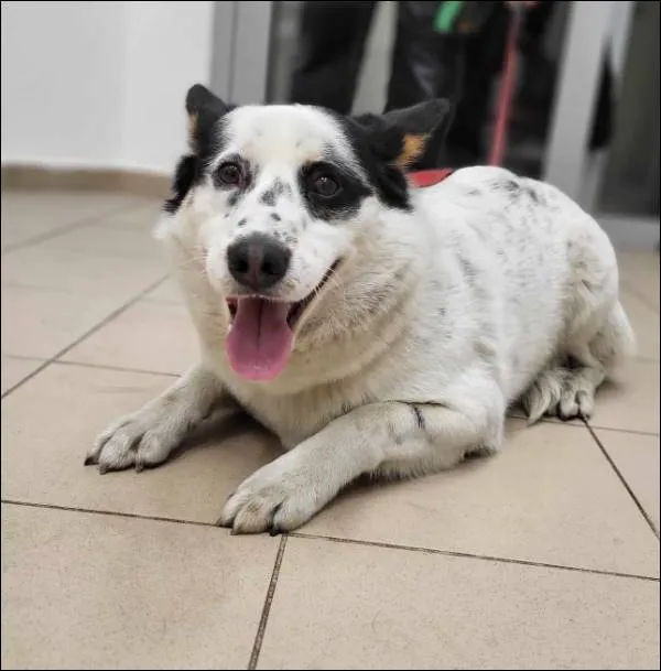 Znaleziono psa, Grudziądz, 12 marca 2025