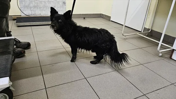 Pies do adopcji, Choszczno, 28 lutego 2025