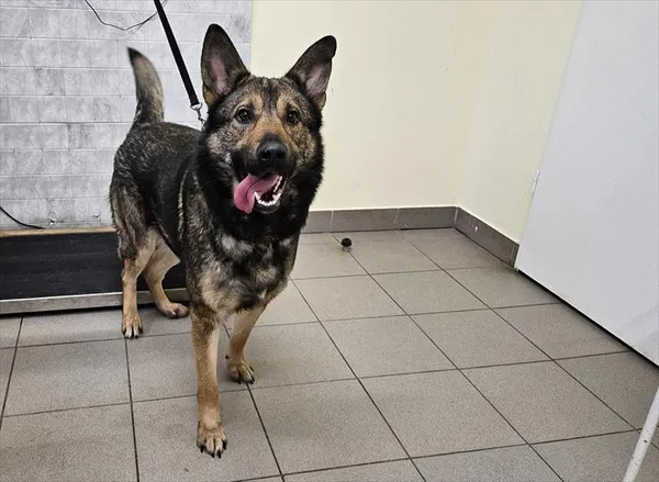 Pies do adopcji, Choszczno, 28 lutego 2025