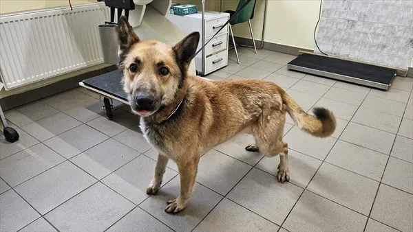 Pies do adopcji, Choszczno, 28 lutego 2025