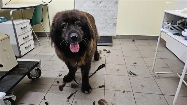 Pies do adopcji, Choszczno, 27 lutego 2025