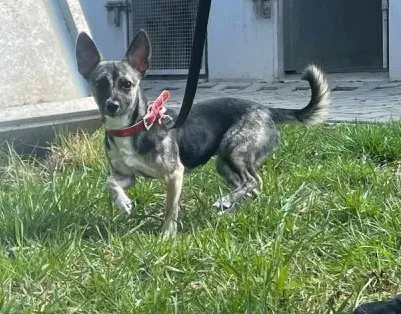 Znaleziono psa, Lublin, 11 marca 2025