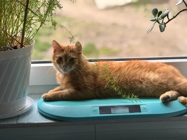 Kot do adopcji, Zgierz, 13 marca 2025 (1/5)