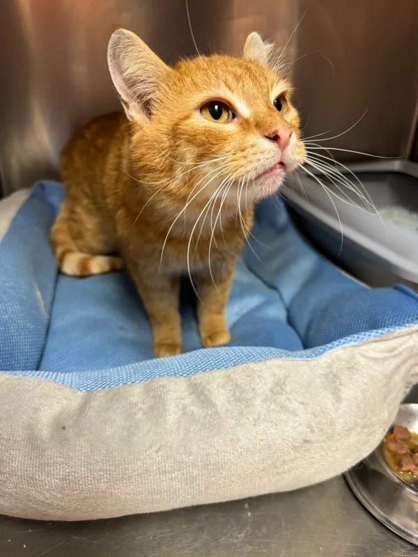 Kot do adopcji, Zgierz, 13 marca 2025 (4/5)