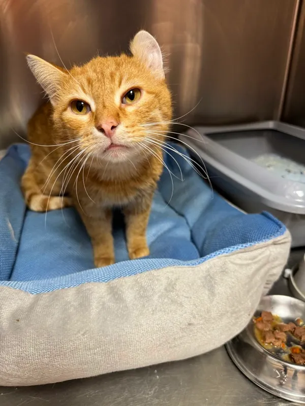 Kot do adopcji, Zgierz, 13 marca 2025 (5/5)