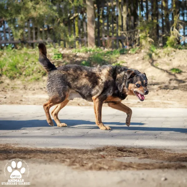 Pies do adopcji, Starogard Gdański, 13 marca 2025 (2/4)