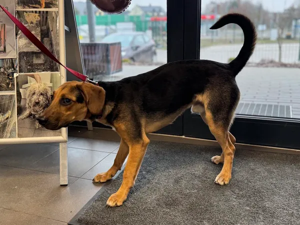 Znaleziono psa, Bydgoszcz, 11 marca 2025