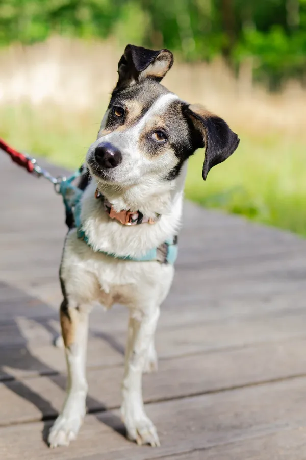 Znaleziono psa, Sosnowiec, 13 marca 2025 (1/5)