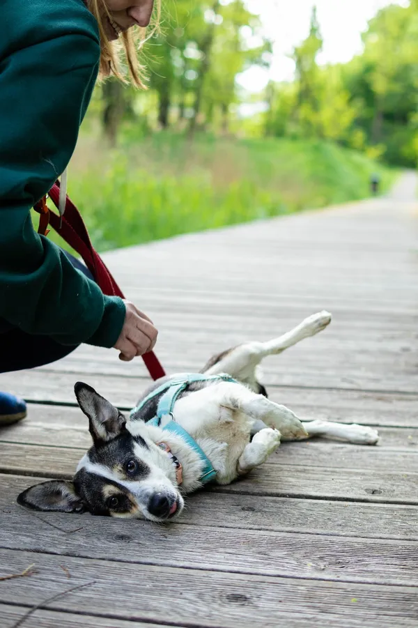 Znaleziono psa, Sosnowiec, 13 marca 2025 (3/5)