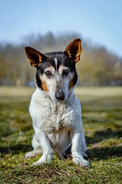 Pies do adopcji, Radom, 27 lutego 2025