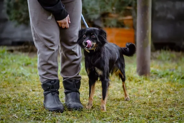 Pies do adopcji, Radom, 1 lutego 2025