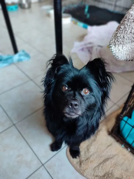 Pies do adopcji, Radom, 20 stycznia 2025