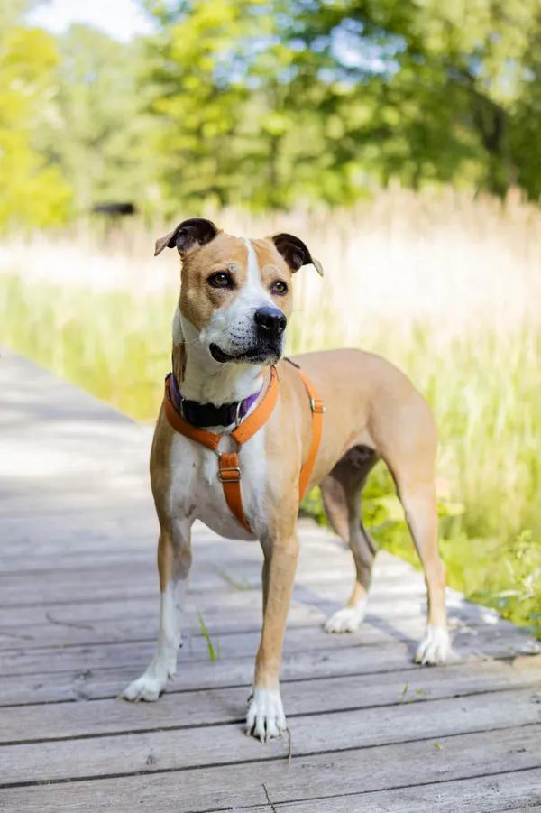 Znaleziono psa, Sosnowiec, 11 marca 2025 (3/5)