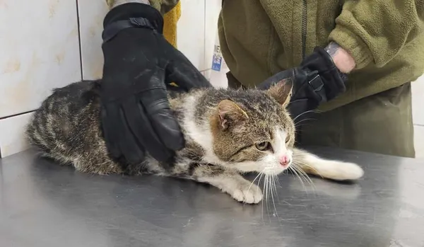 Znaleziono kota, Toruń, 9 marca 2025