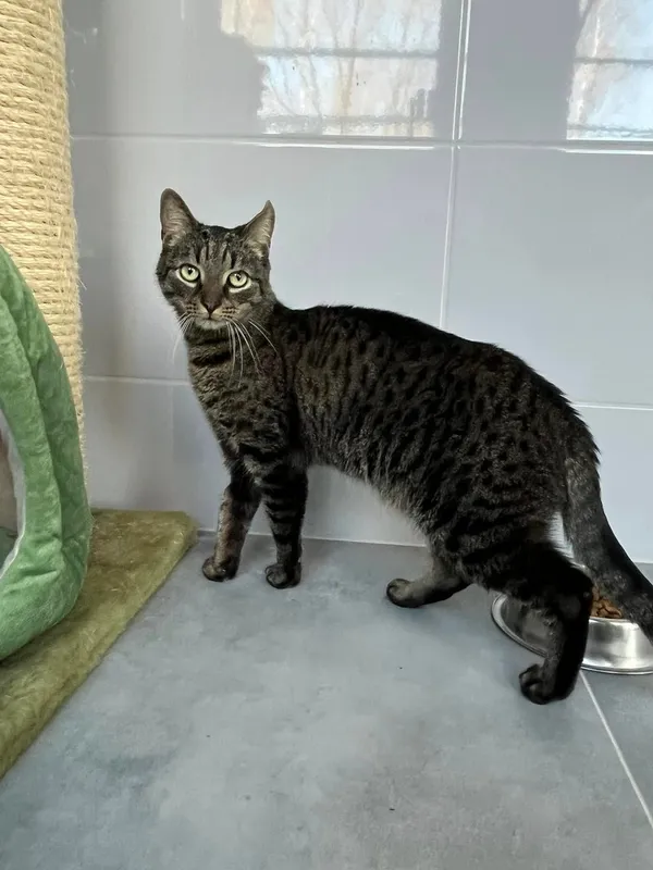 Kot do adopcji, Tychy, 17 lutego 2025