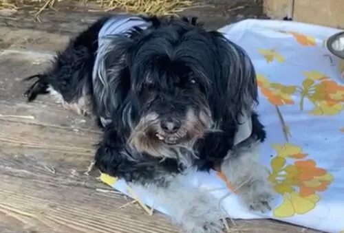 Pies do adopcji, Głowno, 13 marca 2025 (1/5)