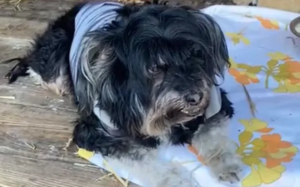 Pies do adopcji, Głowno, 13 marca 2025 (2/5)