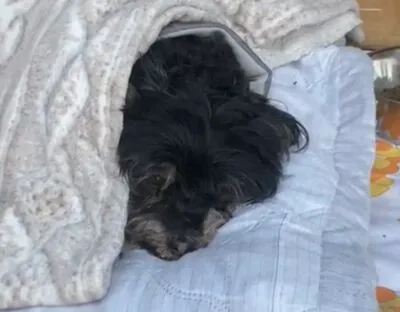 Pies do adopcji, Głowno, 13 marca 2025 (3/5)