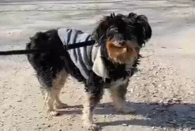 Pies do adopcji, Głowno, 13 marca 2025 (4/5)