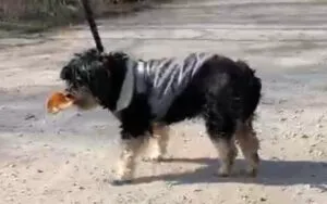 Pies do adopcji, Głowno, 13 marca 2025 (5/5)