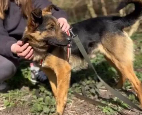 Pies do adopcji, Głowno, 13 marca 2025 (2/5)